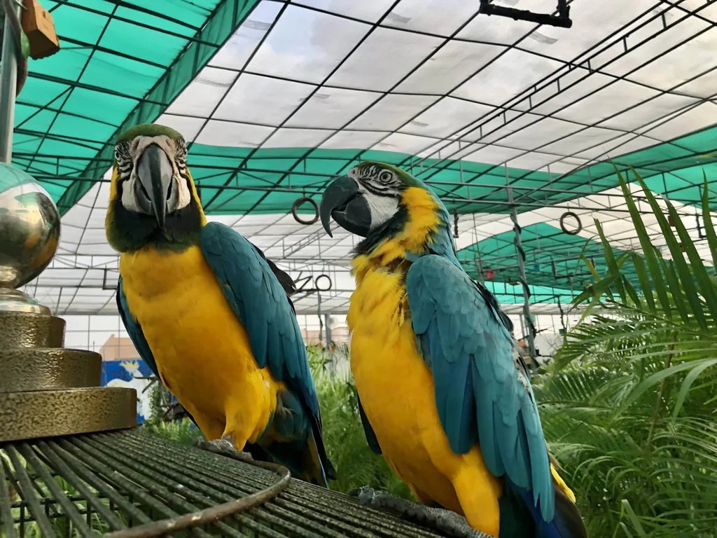 Chirpy Birds Park Bahria Town Karachi